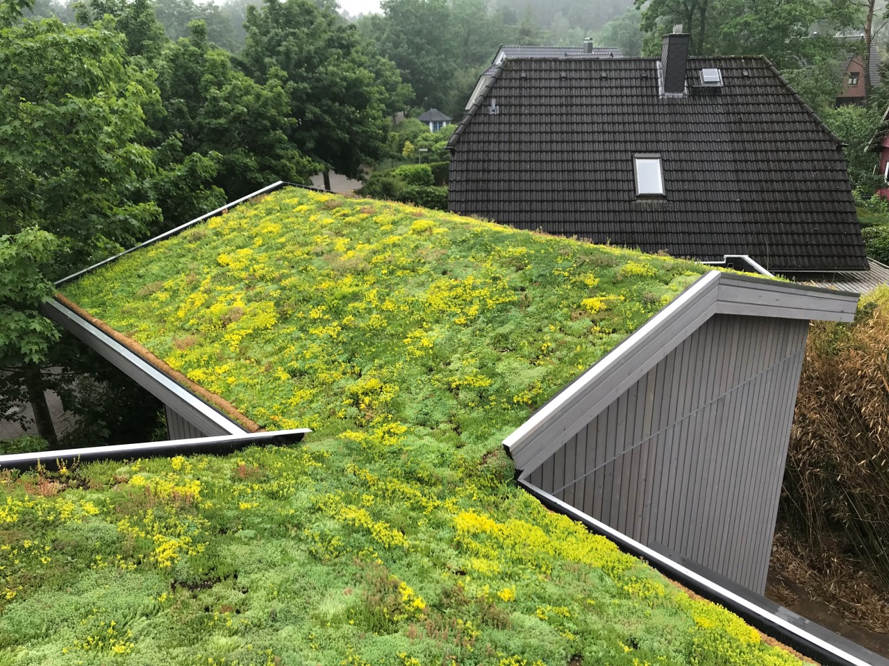 Pitched green roof in Buchholz in der Nordheide, Germany
