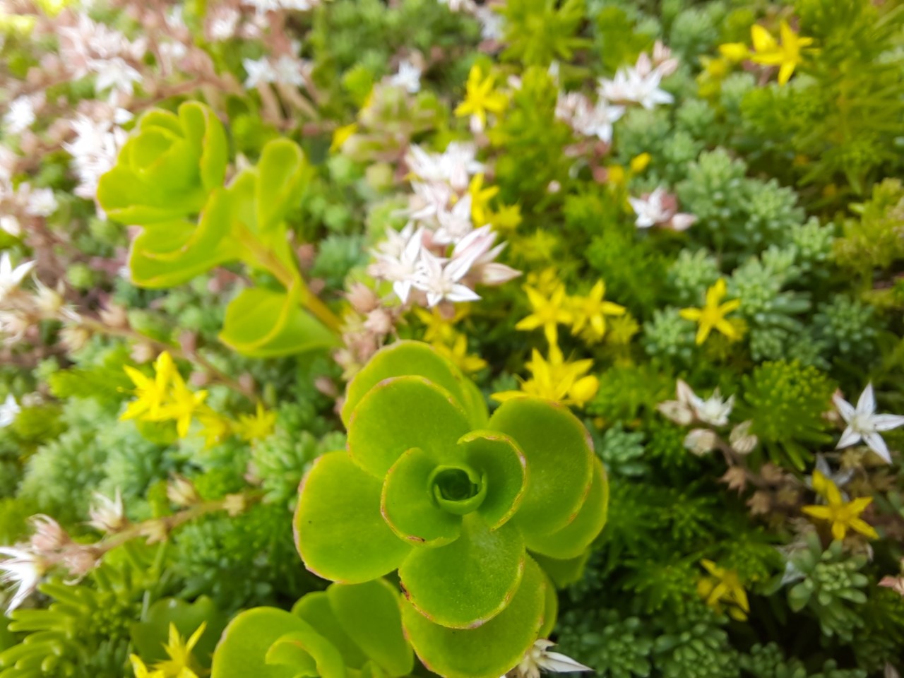 Sedum à fleurs - mélange de couvertures en août