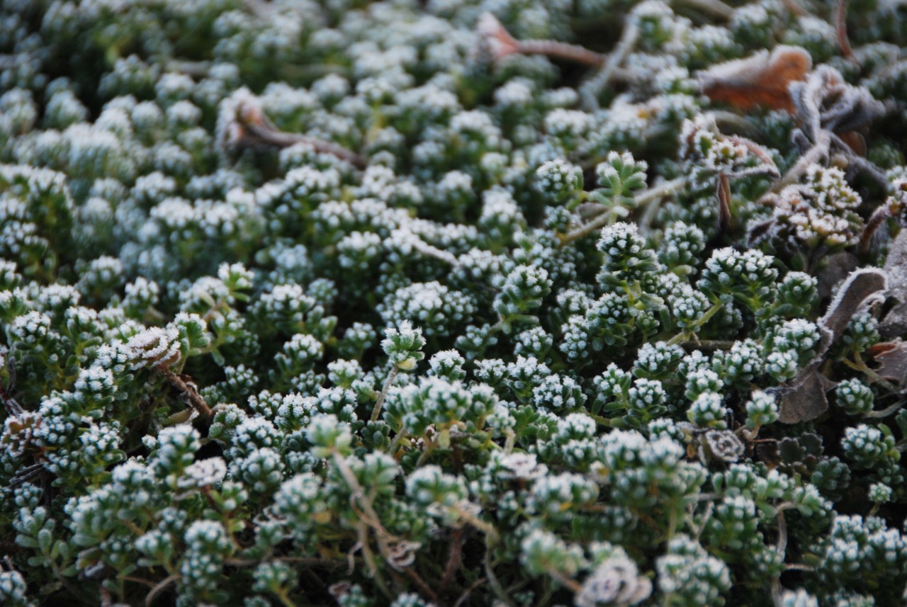 Sedum in winter