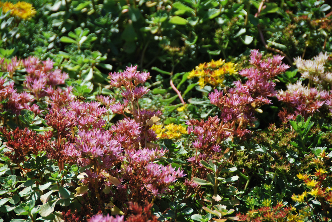 Blühende Sedum im September