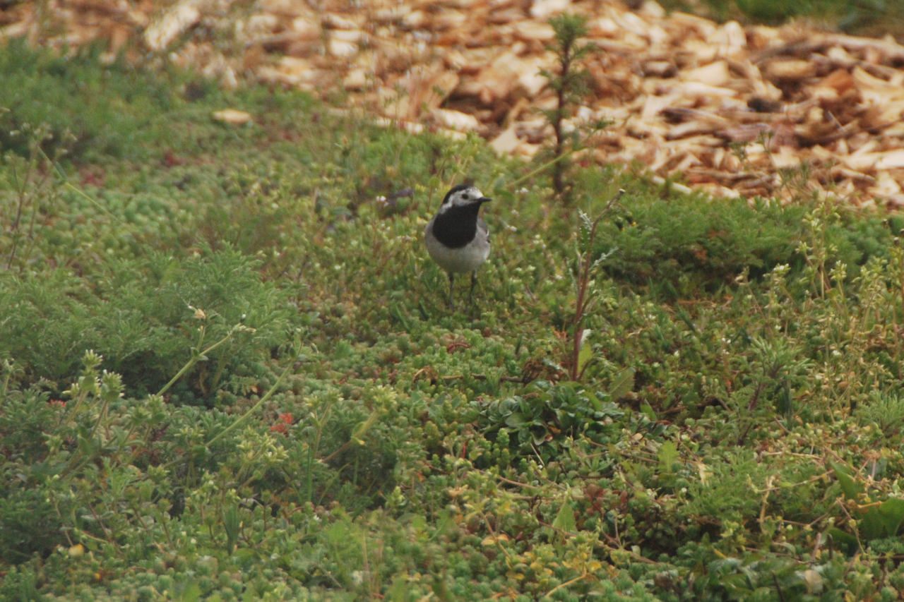 A white wagtail on a Sempergreen Sedum-herb blanket in May