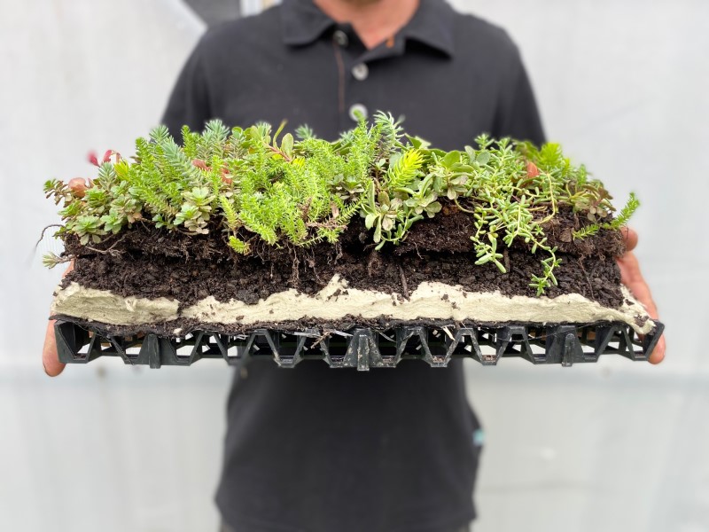 System structure Sedum roof Australia