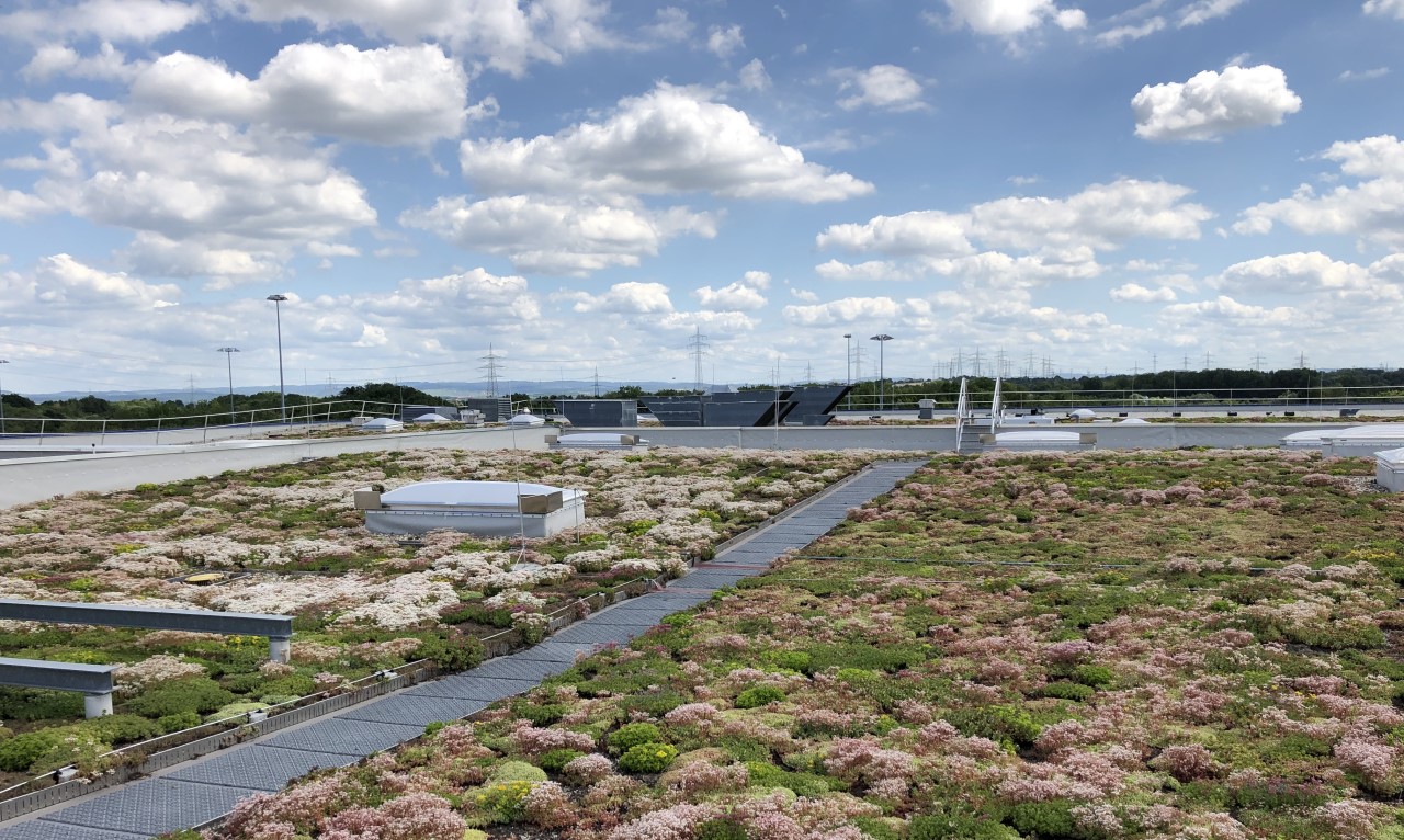 Toit vert sur le bâtiment IKEA à Ludwigsburg, Allemagne