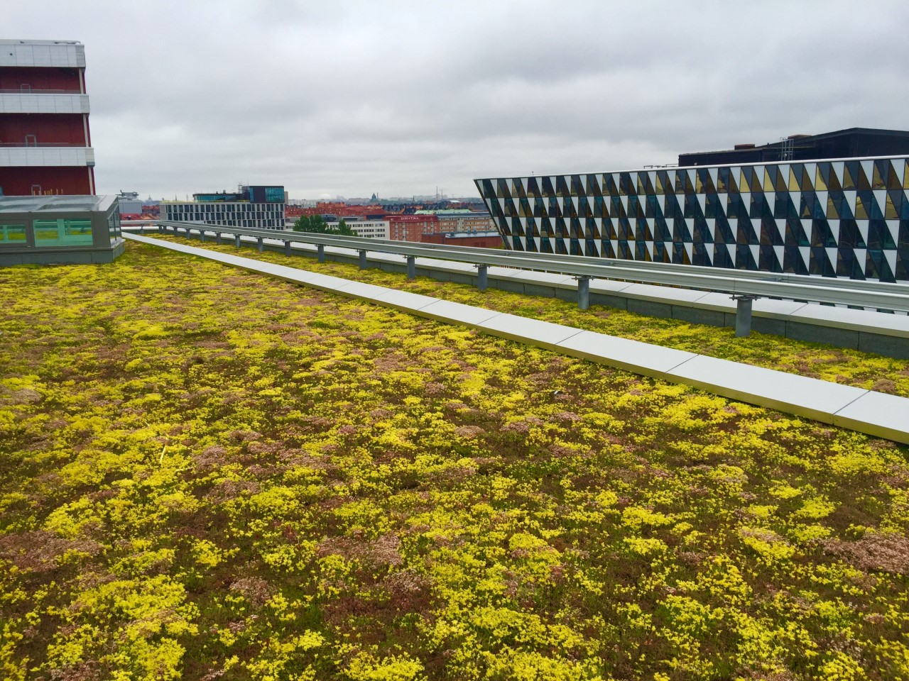 Flowering green roof on Karolinska hospital in Stockholm, Sweden