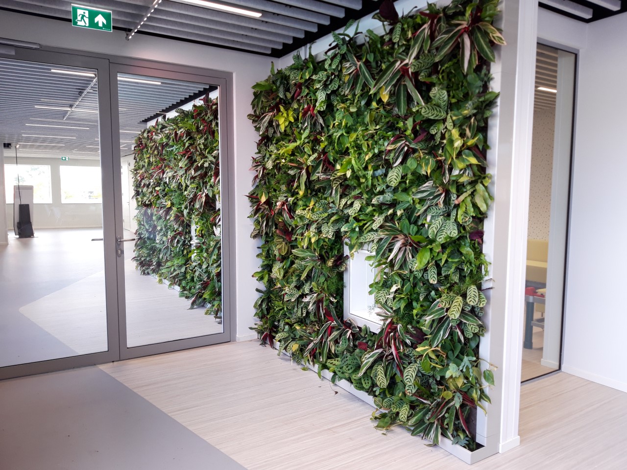 SemperGreenwall Indoor in einer Klinik