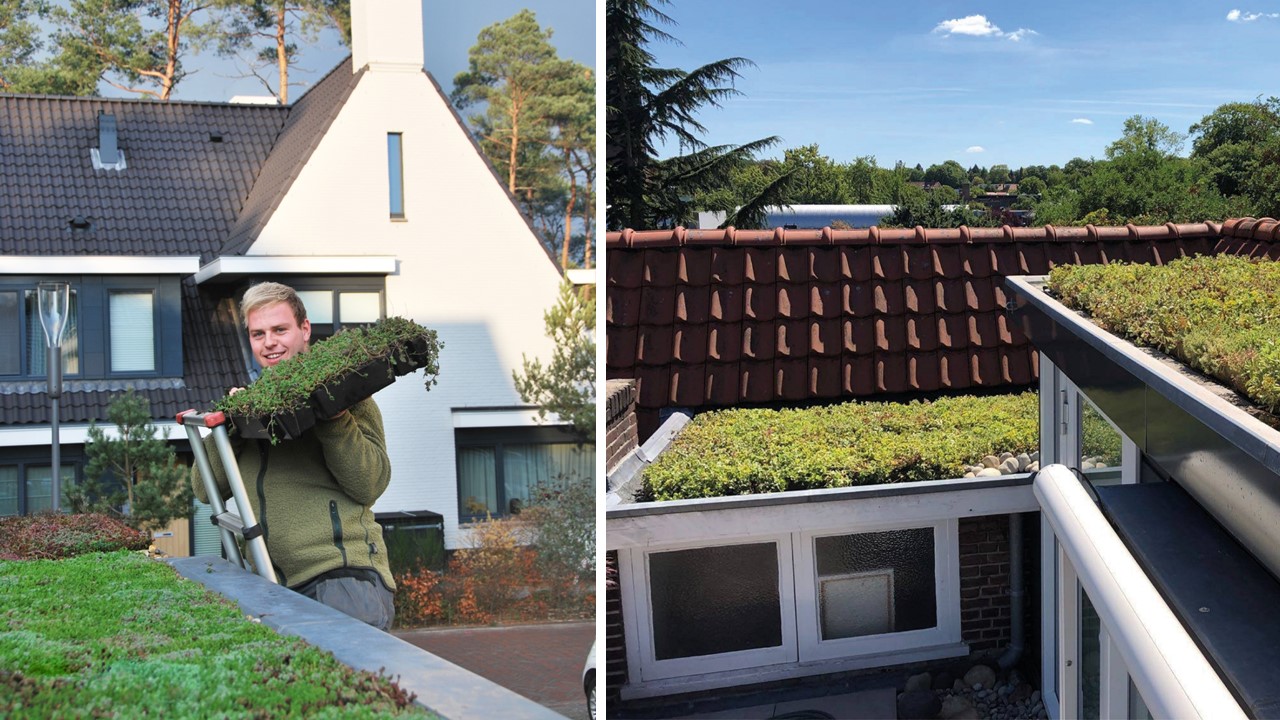 Groene daken met Sedum