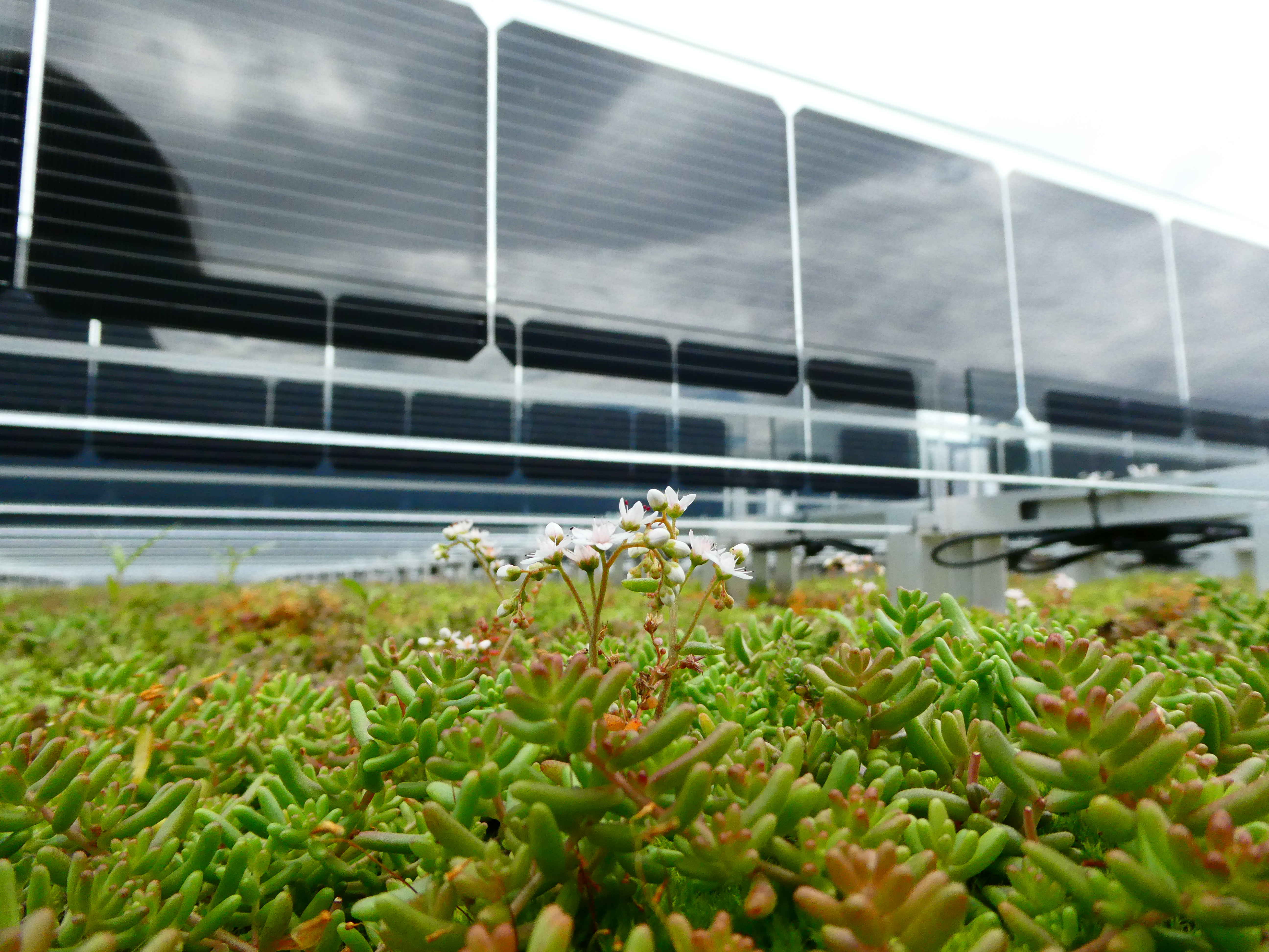 Groendak met zonnepanelen van Over Easy