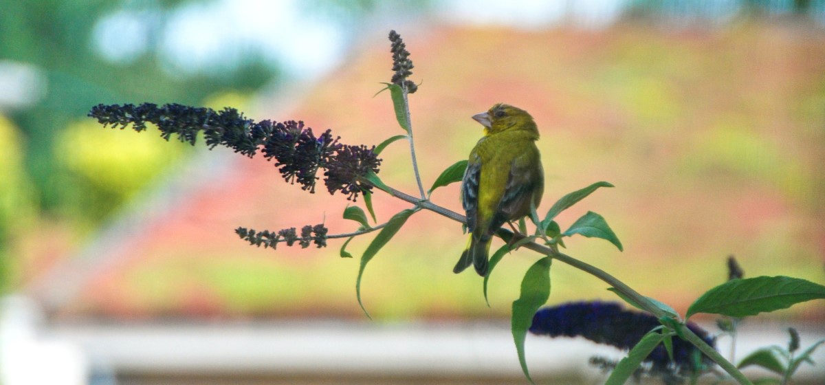 Groenling rust uit op SemperGreenwall vlinderstruik