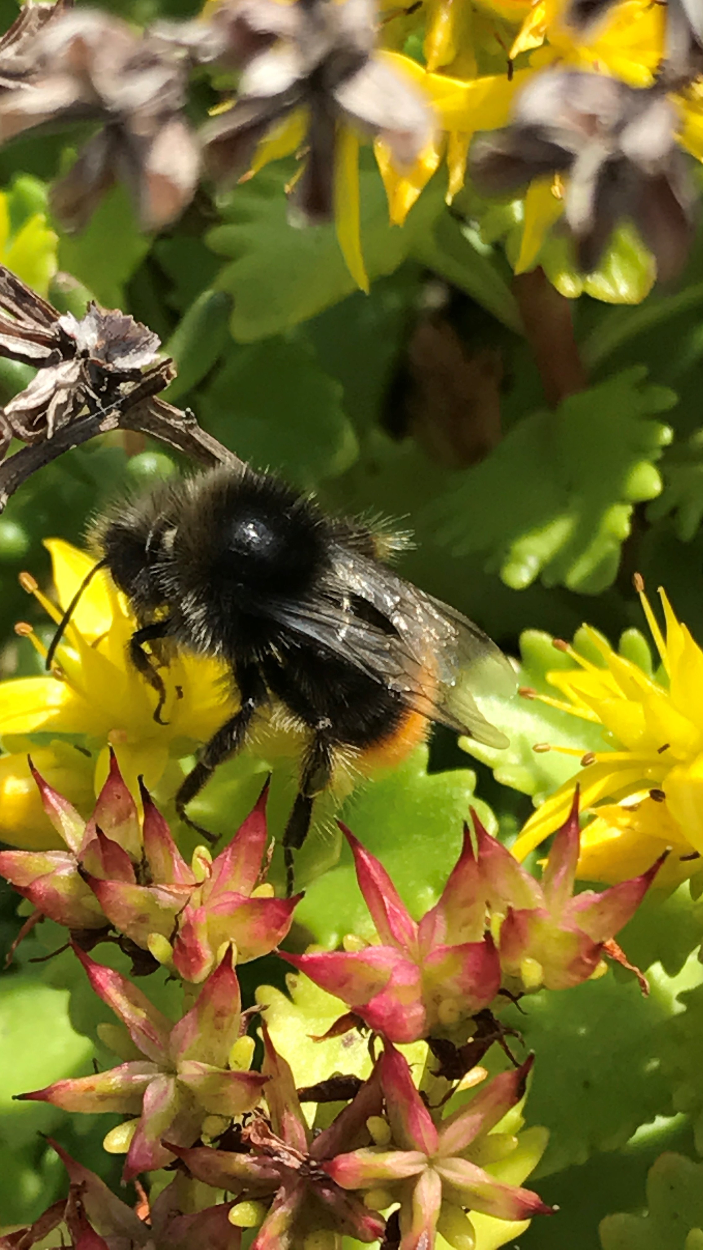A bee visits a blooming Sedum roof