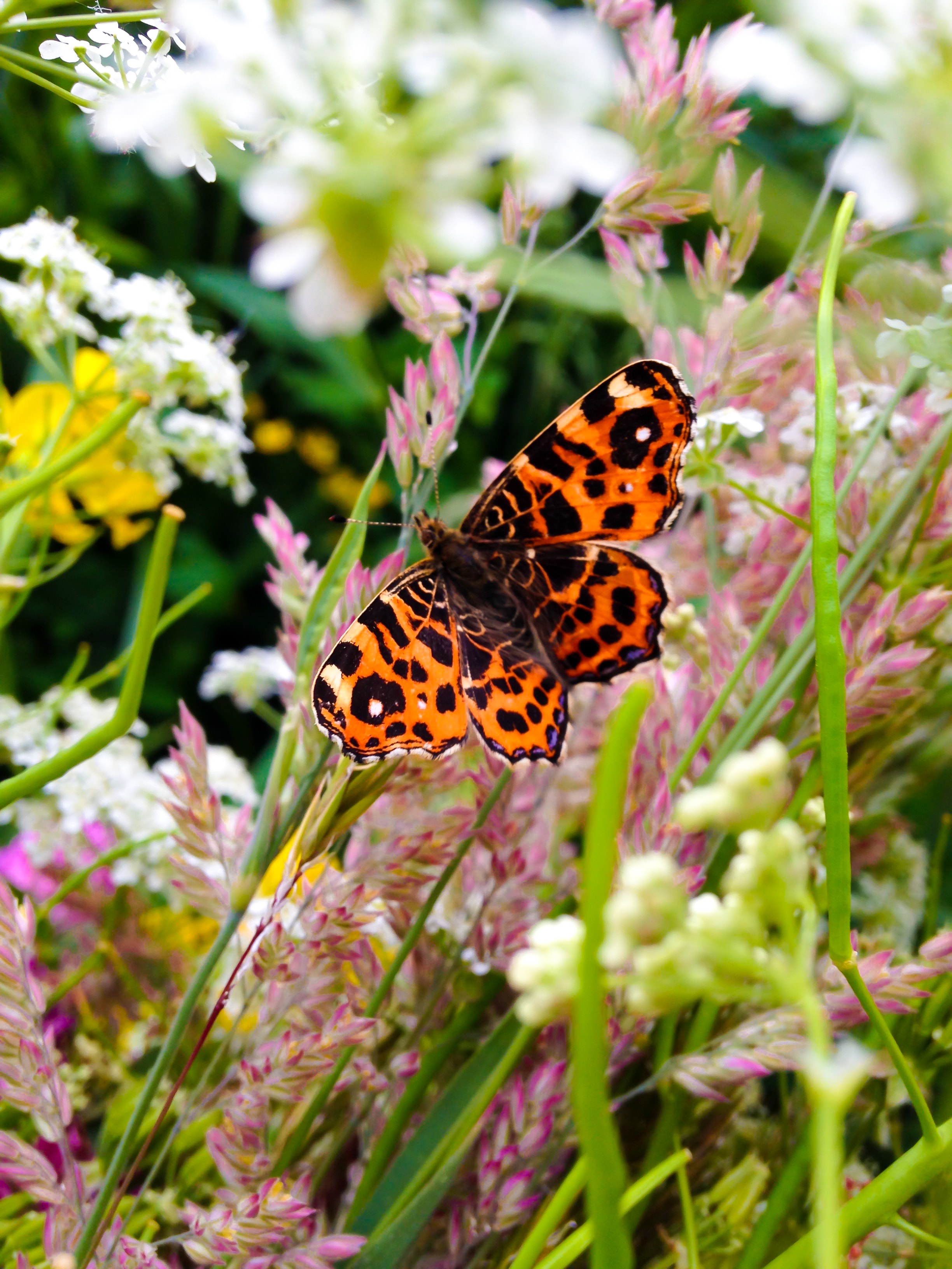 Bees & Butterflies blanket for green roof with bees and butterflies