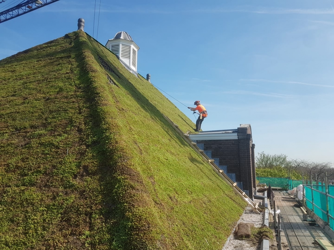 De Sedummixmat type T is een vegetatiemat die speciaal geschikt is voor toepassing op sterk hellende daken