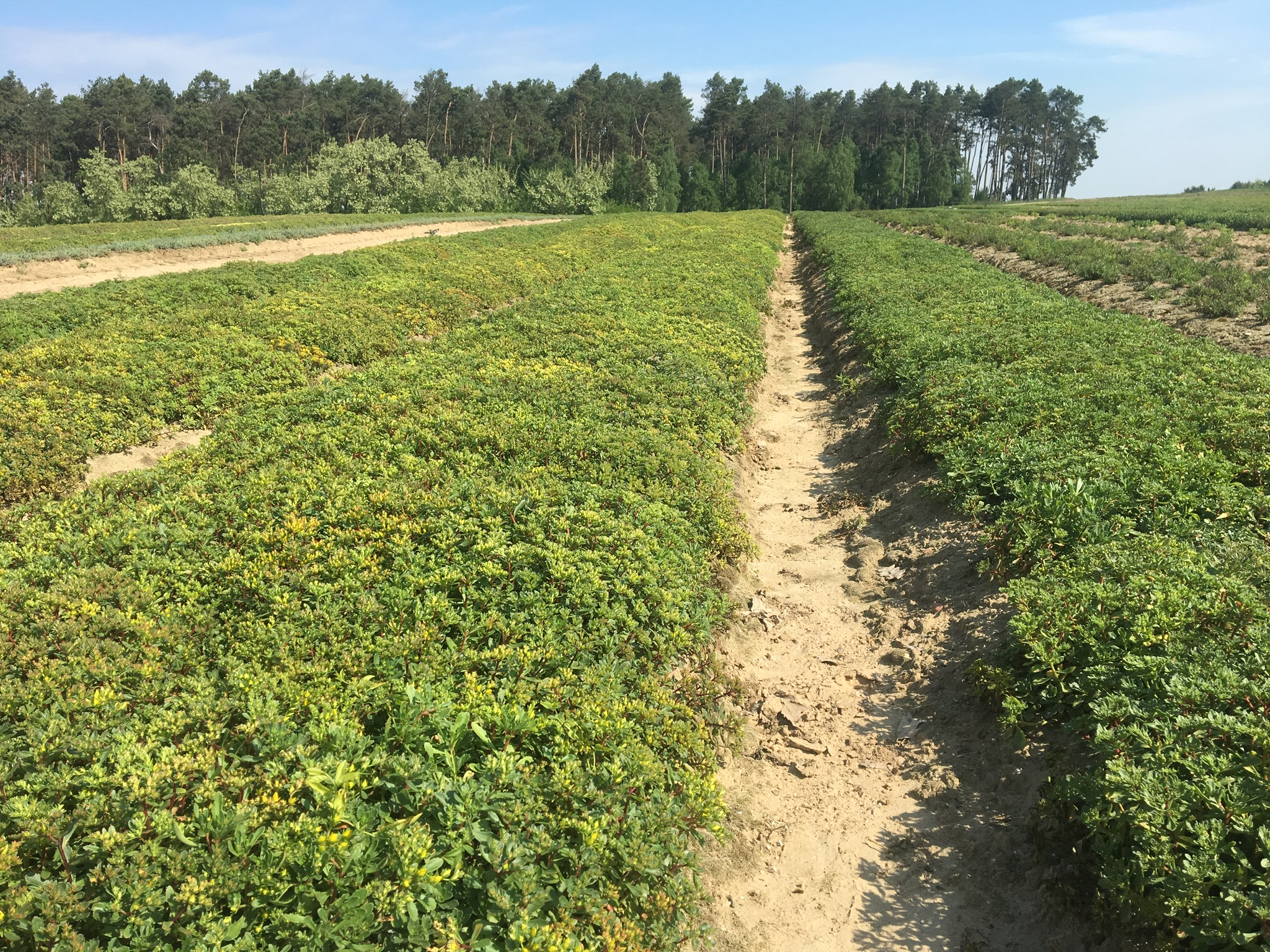 Producción adicional de esquejes para los tepes vegetales