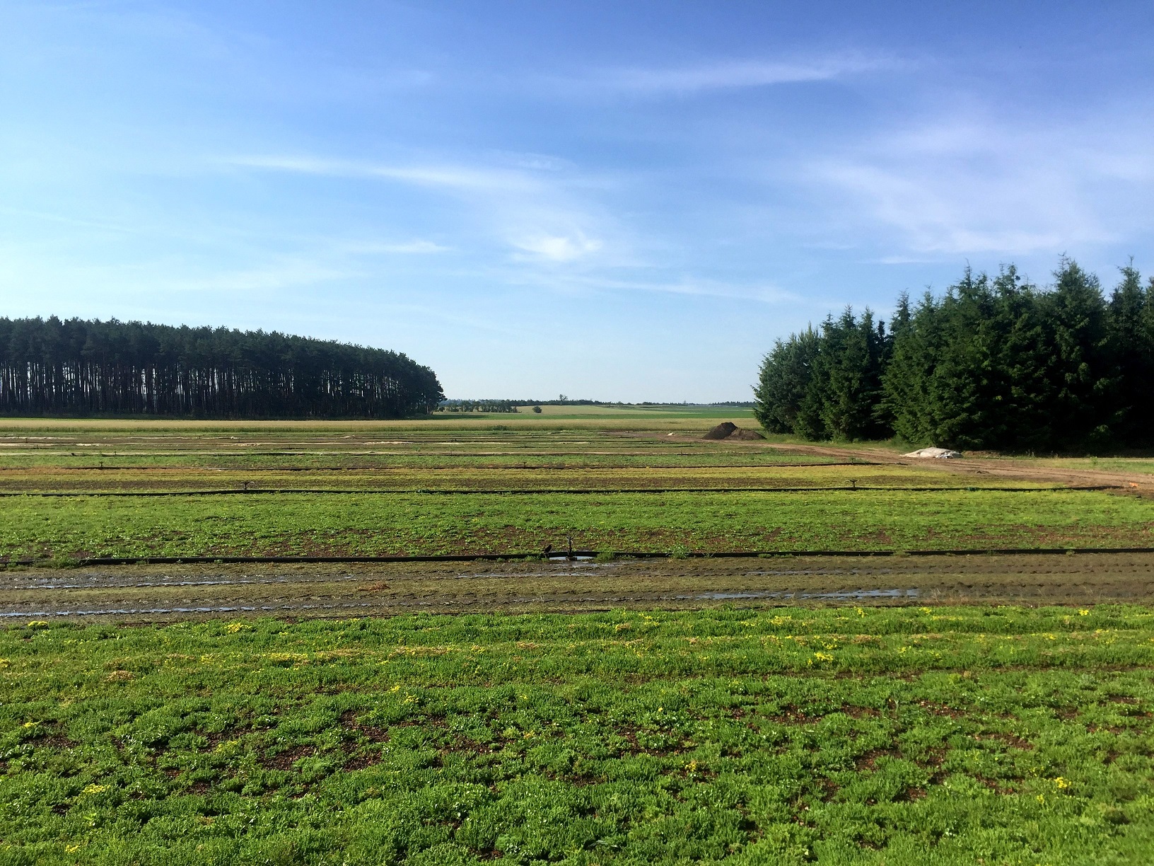 Sempergreen nursery in Poland