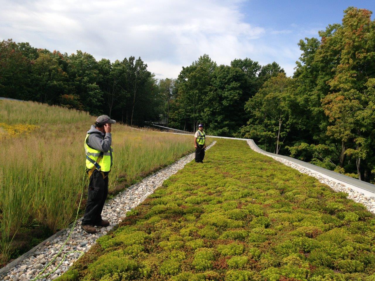Sedum roof in combination with native plants on Jackson's Campus
