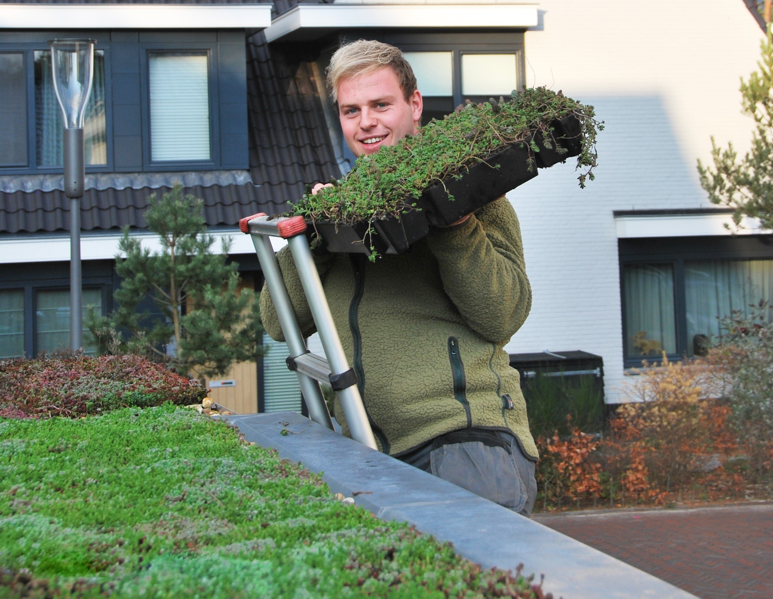 Een groendak met Sedumtrays