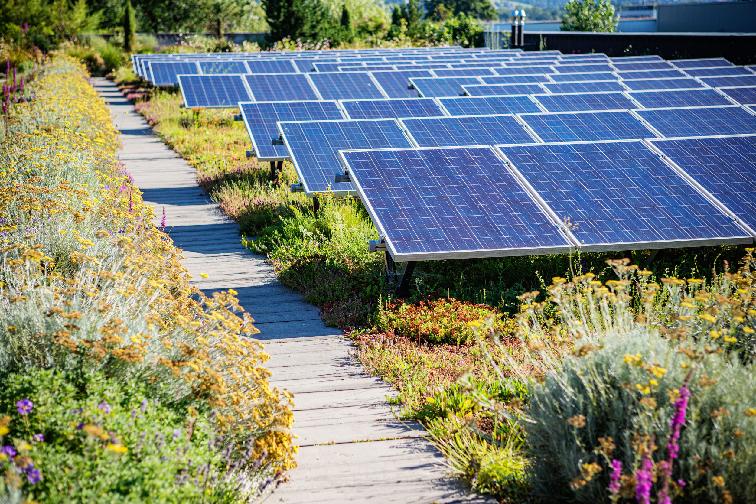Solar Biodiverse Roof example