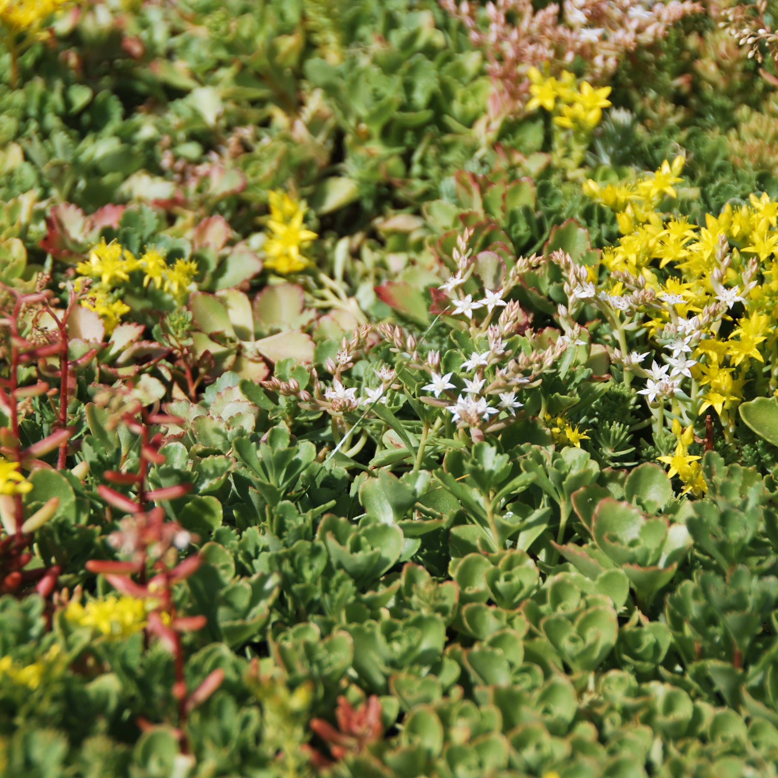 Sempergreen Sedum