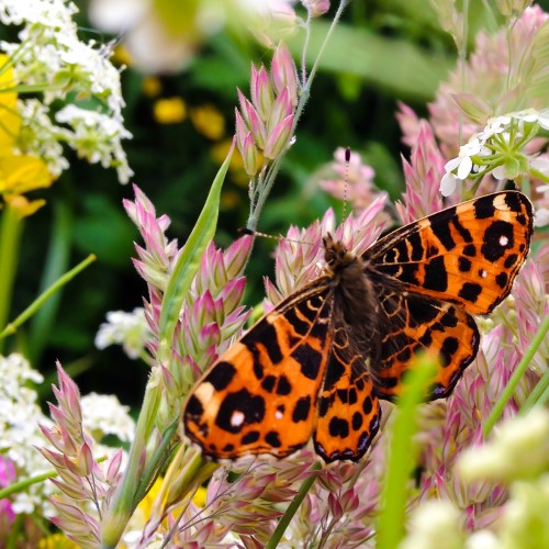 Vlinder op beplanting