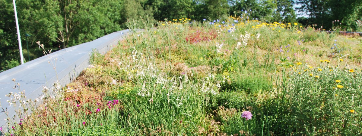 Gründach mit Biodiversitätsmatte Sedum-Kräuter