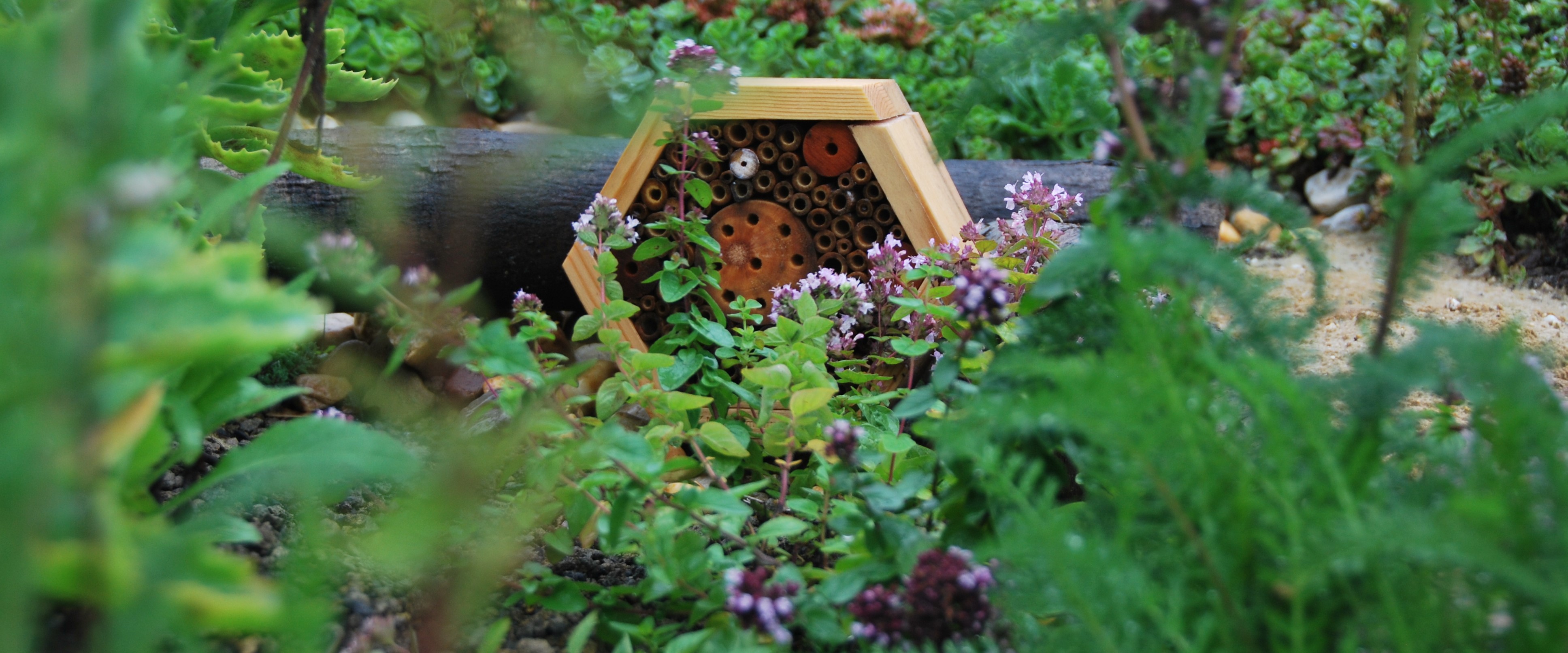 Biodiversitätspaket Small auf einem Gründach