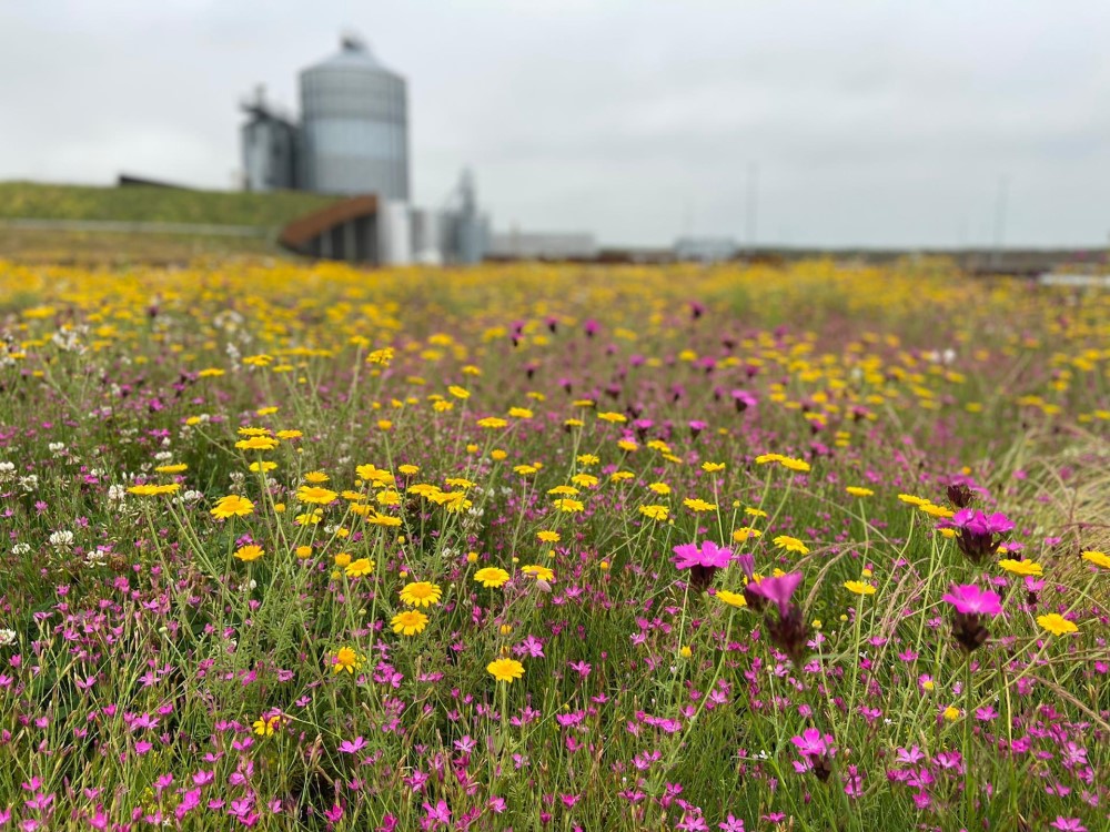 Soprema Fabriek in Tongeren met Sedum-kruiden vegetatie