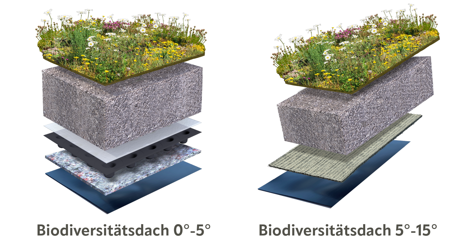 Flache und leicht geneigte Biodiversitätsdachsysteme