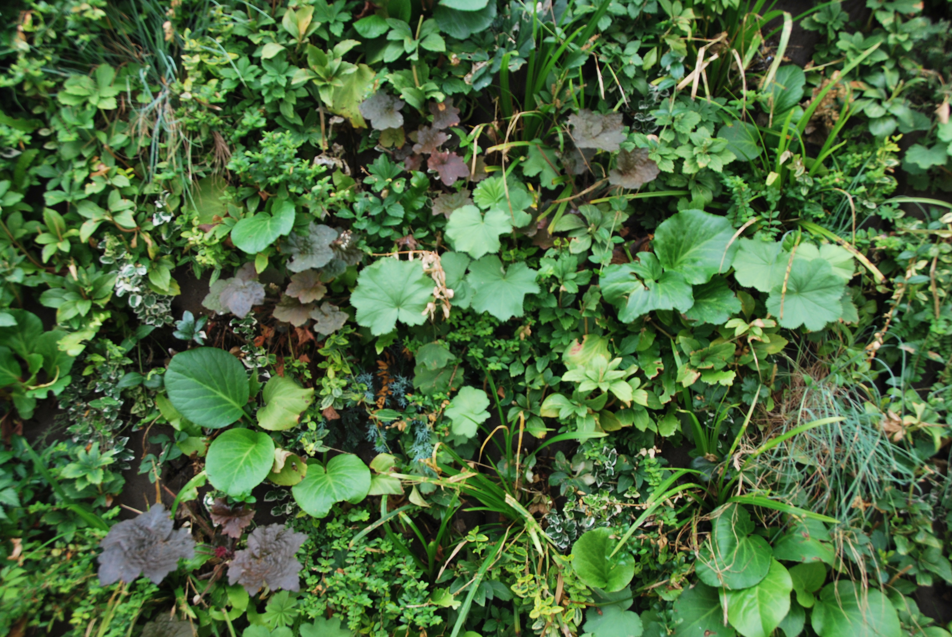 Plantes pour mur végétal extérieur