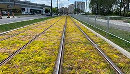 Green ground cover