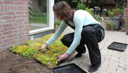 Green ground covering for consumers