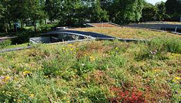 Green Roof