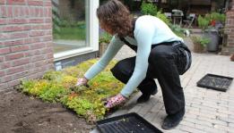 Grüne Bodenbedeckung für Gartenzentren