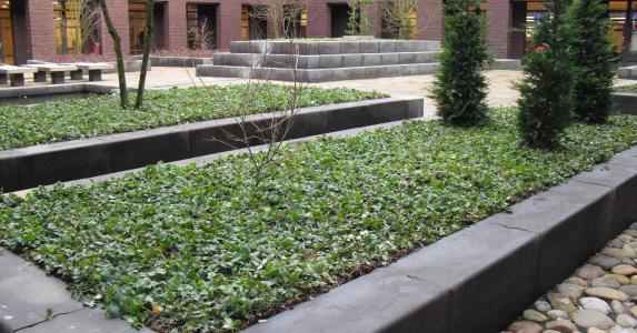 Green ground cover