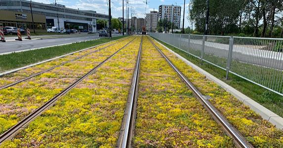 Green ground cover