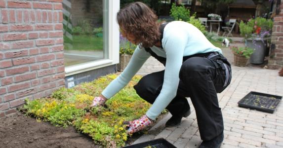 Green ground covering for consumers