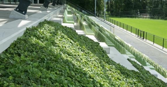 Groene bodembedekking