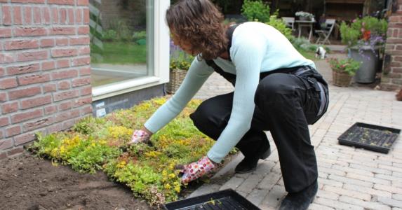 Green ground covering for garden centres