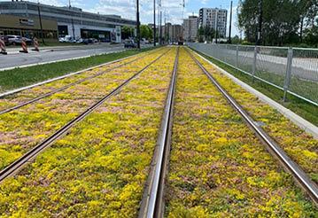 Green ground cover