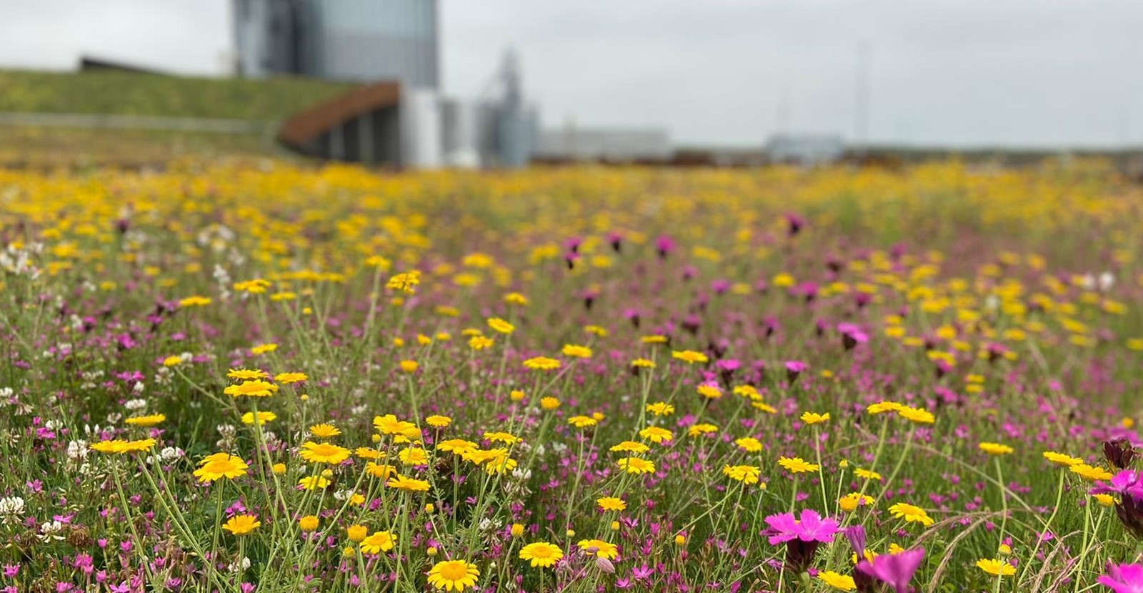 Dak met Biodiversmatten Sedum-kruiden in België 