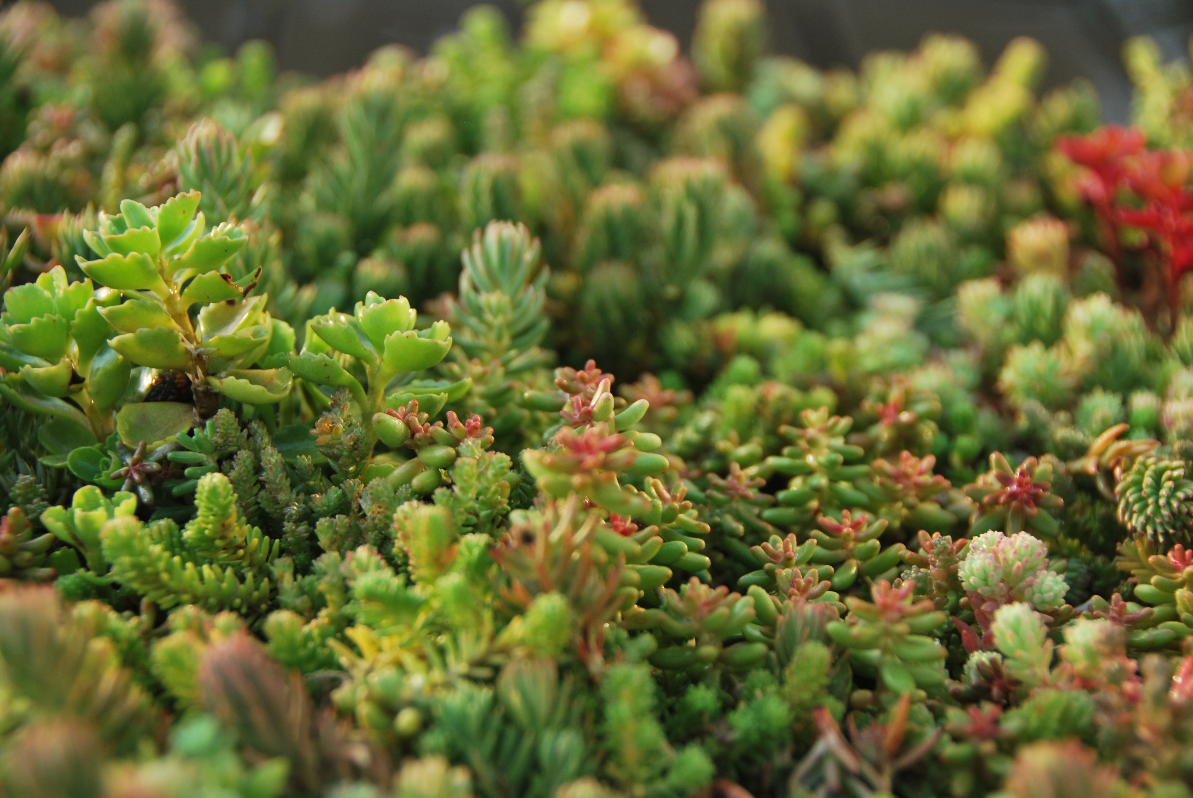 Click 'n go Light Sedum-Kassetten 