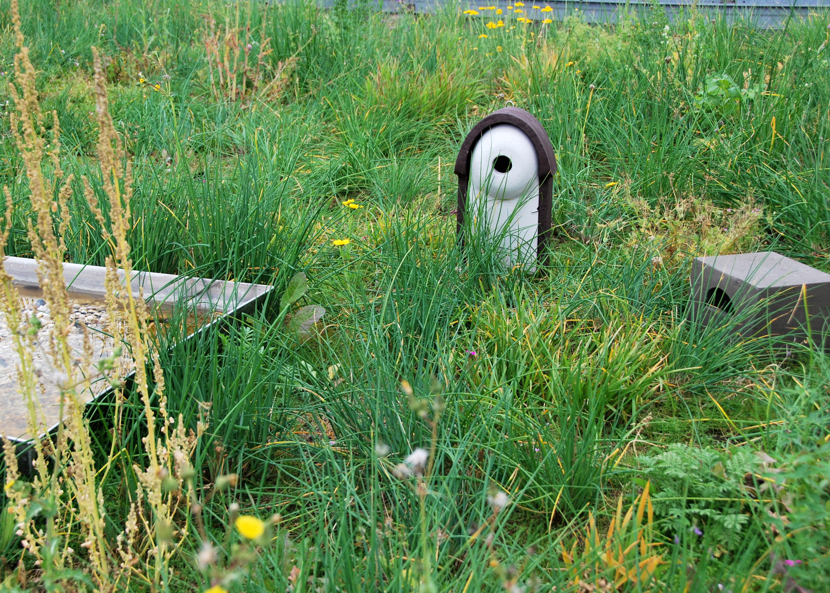 Groen vogeldak met nestkasten en waterbad