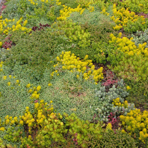 Sempergreen Tapete Sedum Especial