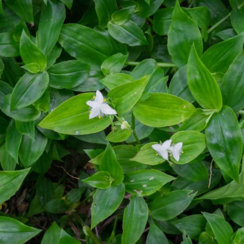 Tapete vegetal de Tradescantia fluminensis