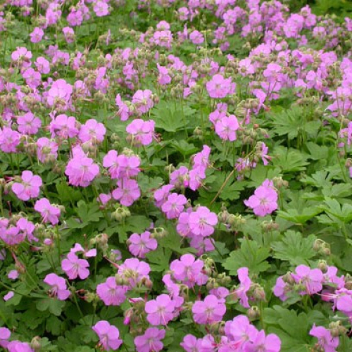 Geranium cantabrigiense 'Cambridge'