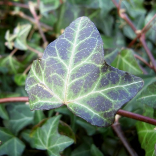 Tapis de plantes Hedera helix 