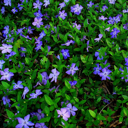 Plantmat Vinca minor