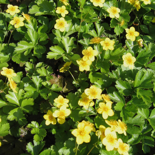 Tapis de plantes Waldsteinia ternata