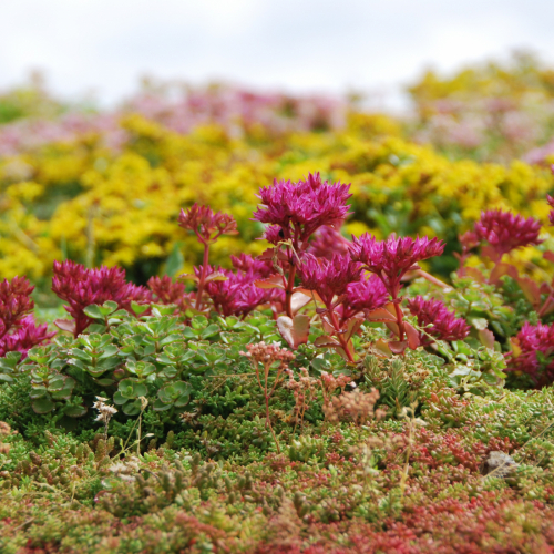 El tapete Sedum