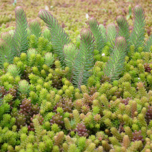 Sedum-mix blanket - Type T as ground cover