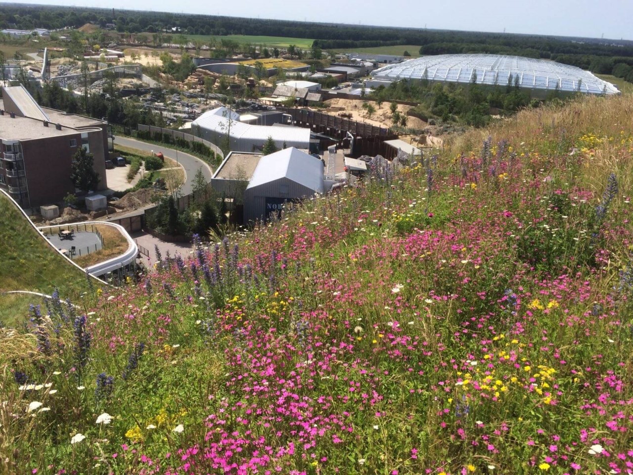 Biodiverse green roof with Wildflower blankets Biodiverse green roof with Wildflower blankets