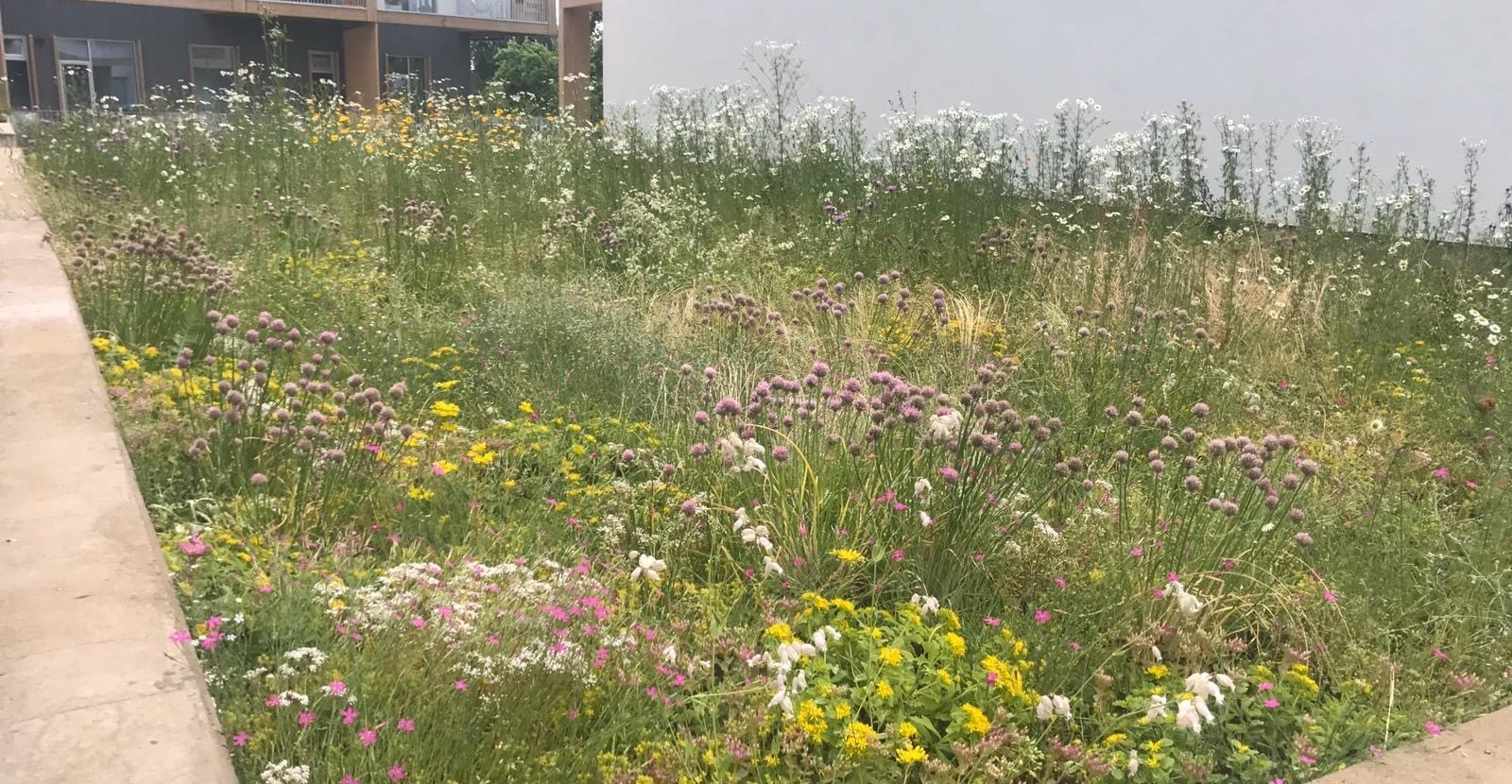 Toegankelijk dak met Biodiversmatten